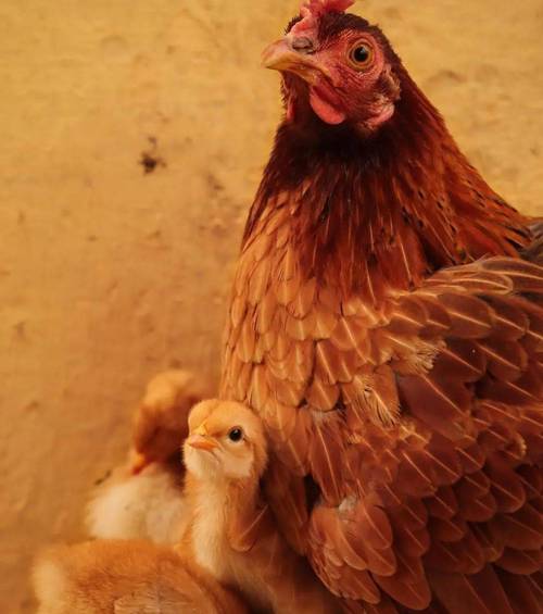 黄羽肉鸡养殖技术视频-图3