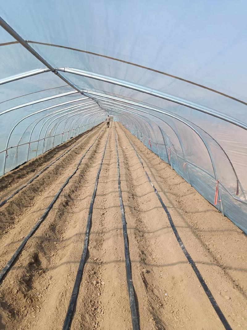 菜花大棚种植技术视频-图2 菜花大棚种植技术视频-图2