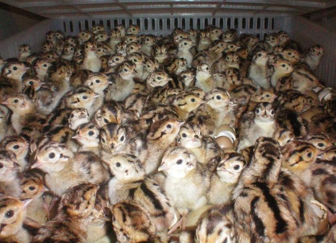 黑龙江七彩山鸡苗价格多少钱一只?-图1 黑龙江七彩山鸡苗价格多少钱一只?-图1