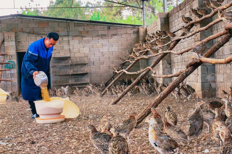 黑龙江七彩山鸡苗价格多少钱一只？-图2