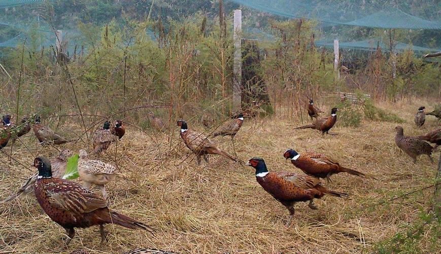 黑龙江七彩山鸡苗价格多少钱一只?-图3 黑龙江七彩山鸡苗价格多少钱一只?-图3