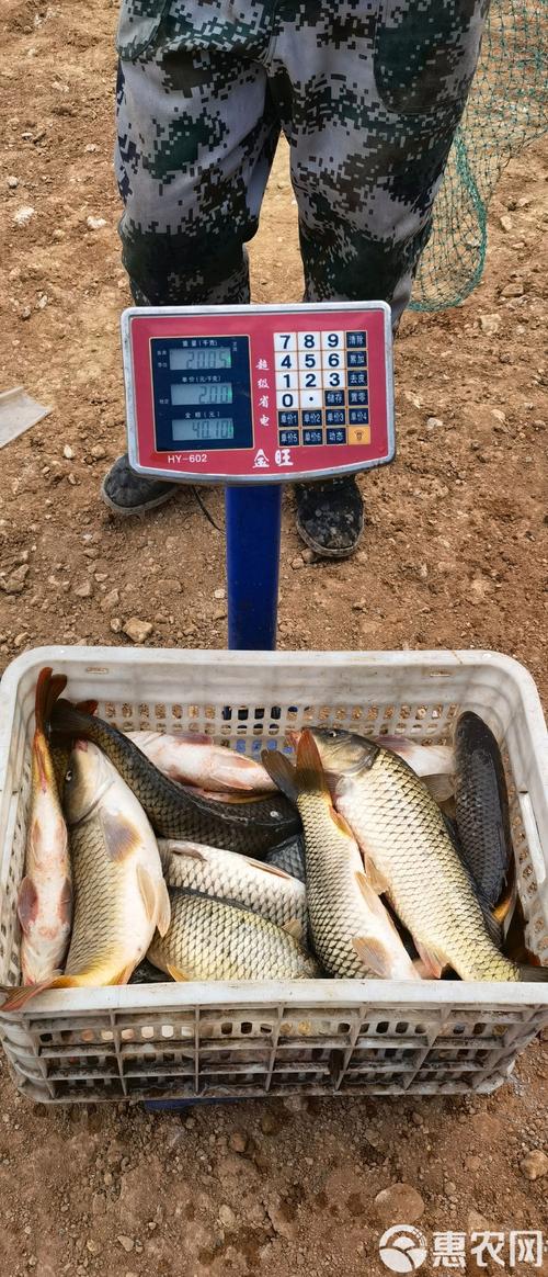 山东鲤鱼批发价格行情-图1 山东鲤鱼批发价格行情-图1