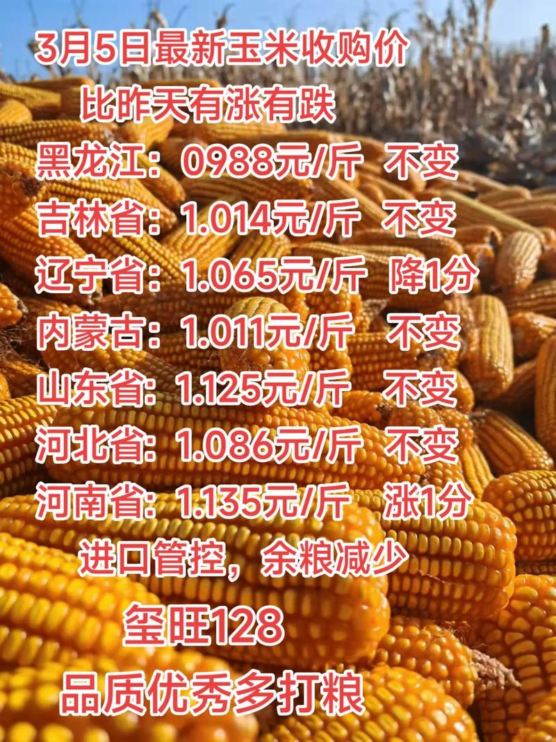 晋城玉米最新收购价格-图1 晋城玉米最新收购价格-图1