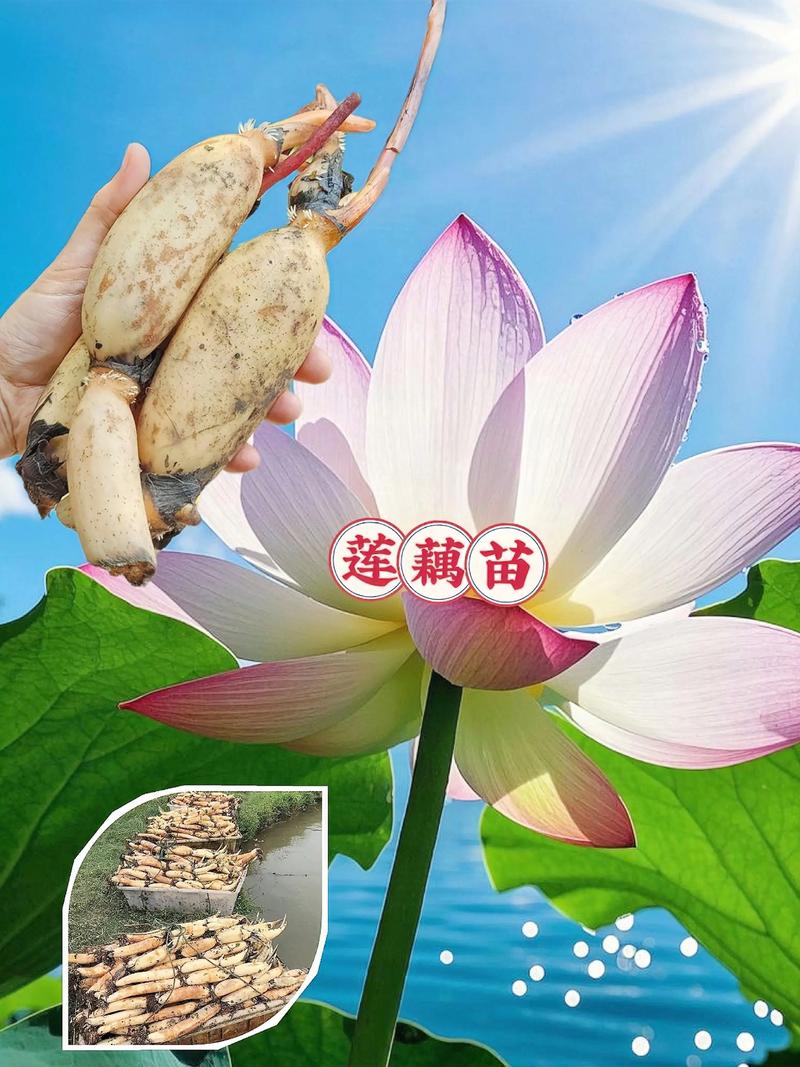 莲藕种植技术有哪些关键要点?-图2 莲藕种植技术有哪些关键要点?-图2