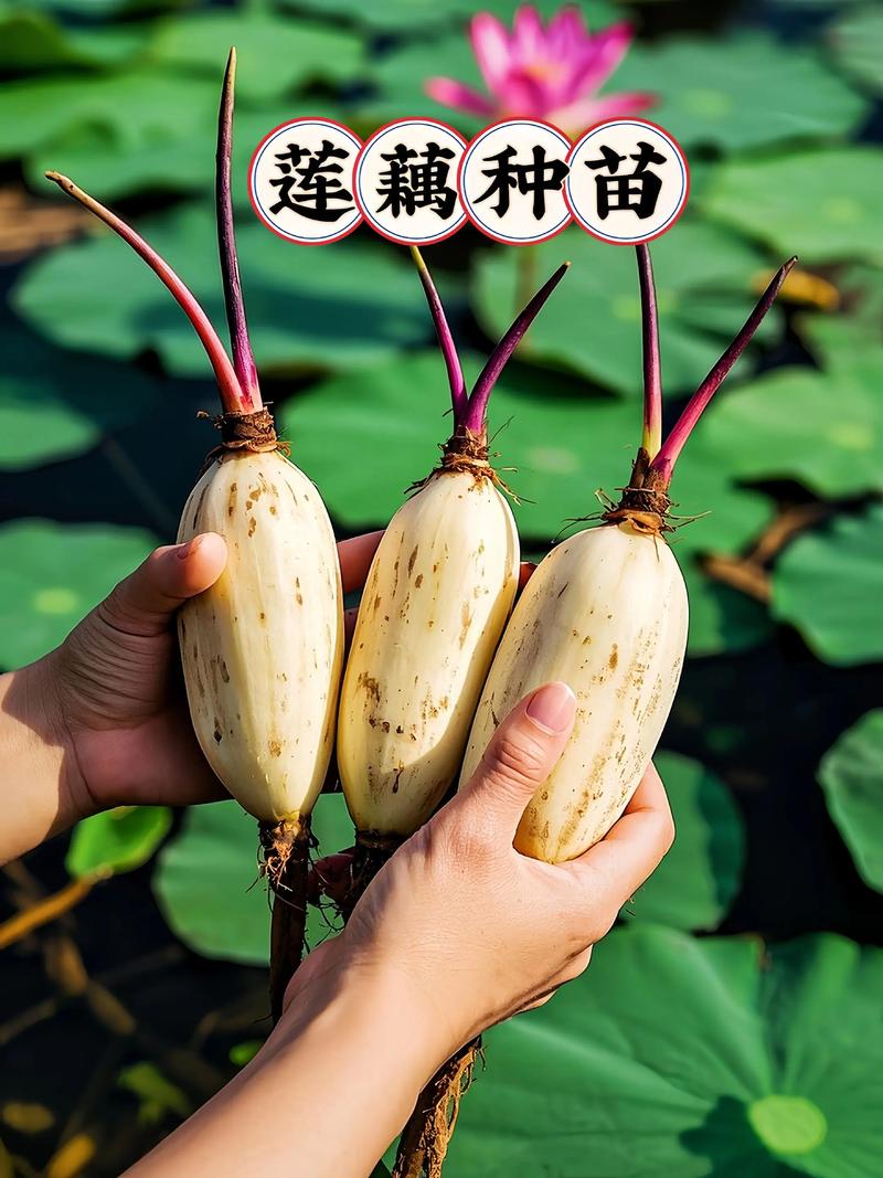 莲藕种植技术有哪些关键要点?-图3 莲藕种植技术有哪些关键要点?-图3