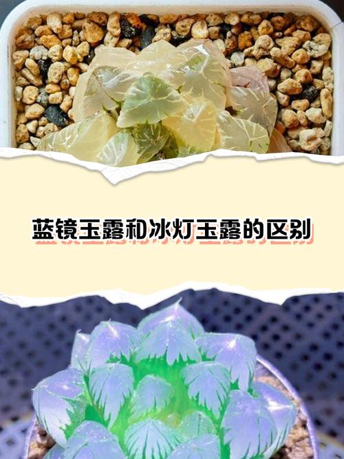 玉露品种怎么从图片里辨别?-图1 玉露品种怎么从图片里辨别?-图1