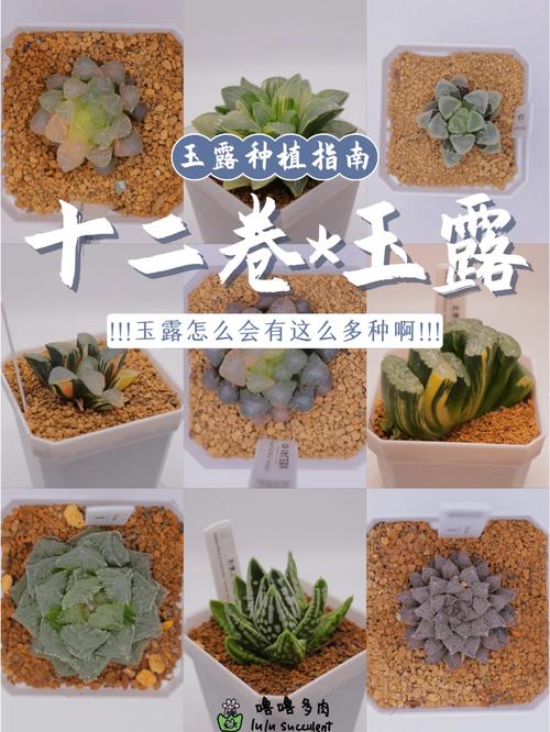 玉露品种怎么从图片里辨别?-图2 玉露品种怎么从图片里辨别?-图2