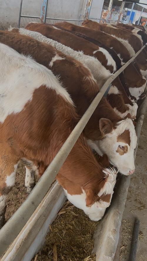 繁殖母牛品种选哪种最合适？-图2