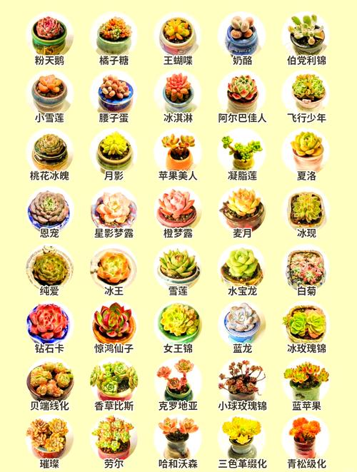 多肉最好看品种是哪些?-图1 多肉最好看品种是哪些?-图1