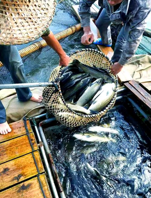 北京草鱼批发价现在多少钱一斤？-图2