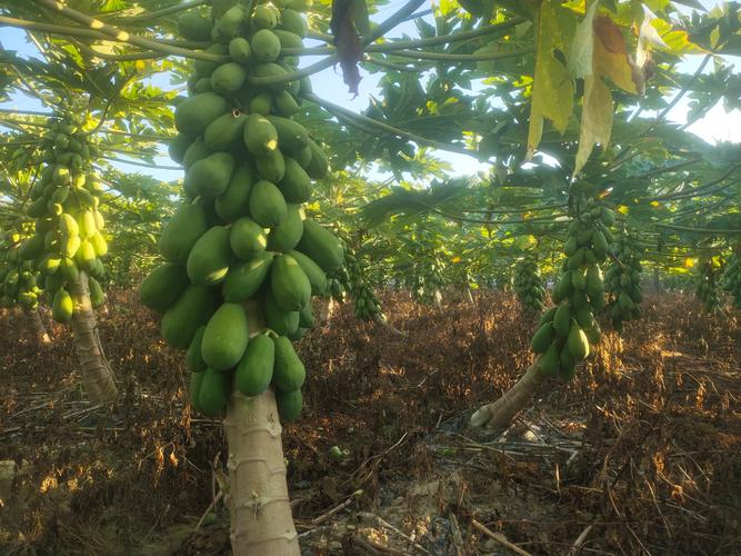 木瓜怎么种?图片技术详解看这里!-图1 木瓜怎么种?图片技术详解看这里!-图1