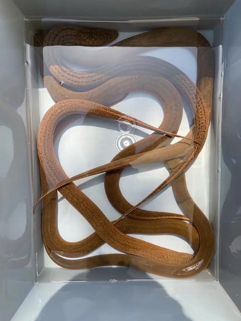 小黄鳝价格一斤多少钱?-图2 小黄鳝价格一斤多少钱?-图2