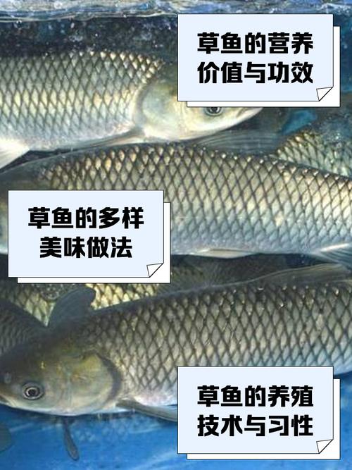 夏花草鱼养殖技术视频，如何高效培育？-图2