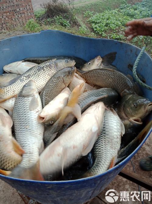 夏花草鱼养殖技术视频，如何高效培育？-图1