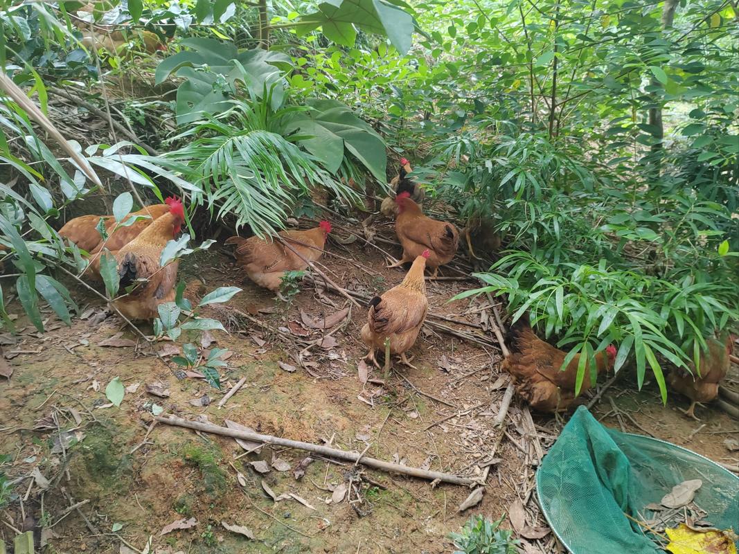 野外散养土鸡技术视频怎么学?-图2 野外散养土鸡技术视频怎么学?-图2