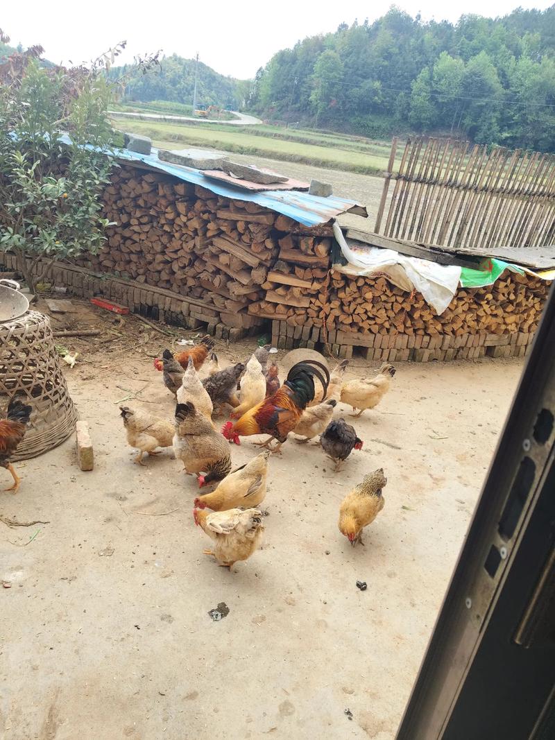 野外散养土鸡技术视频怎么学?-图1 野外散养土鸡技术视频怎么学?-图1