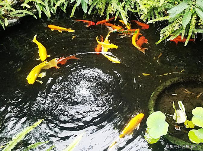 土塘锦鲤养殖技术视频有哪些要点?-图2 土塘锦鲤养殖技术视频有哪些要点?-图2