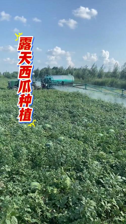 露地西瓜如何实现高产栽培？-图1