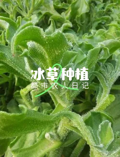 冰草家庭种植技术要点有哪些?-图2 冰草家庭种植技术要点有哪些?-图2