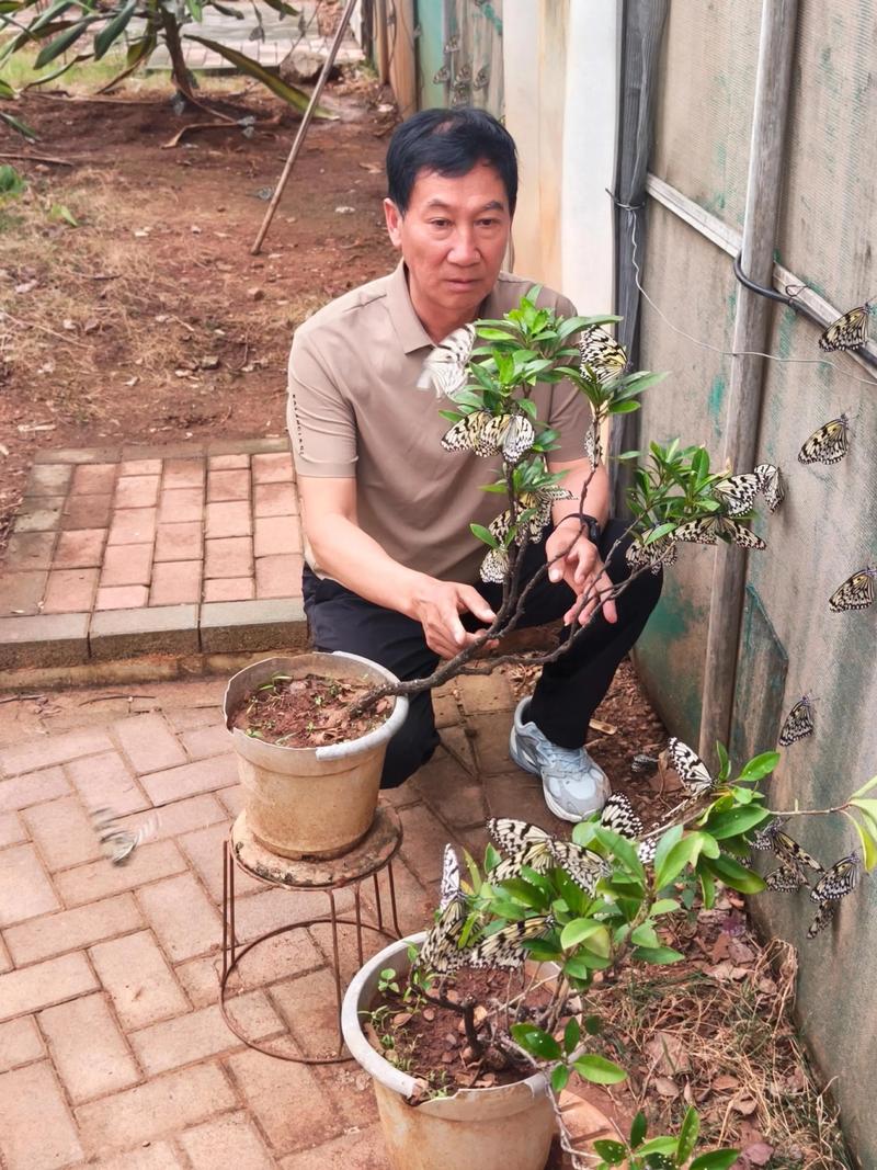 蝴蝶养殖技术视频教程怎么学？-图1