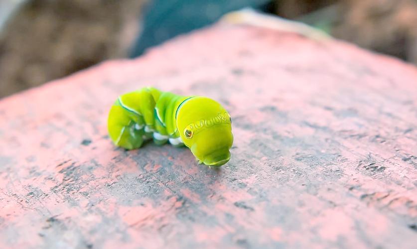 蝴蝶养殖技术视频教程怎么学？-图2