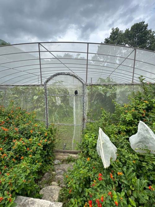 蝴蝶养殖技术视频教程怎么学？-图3