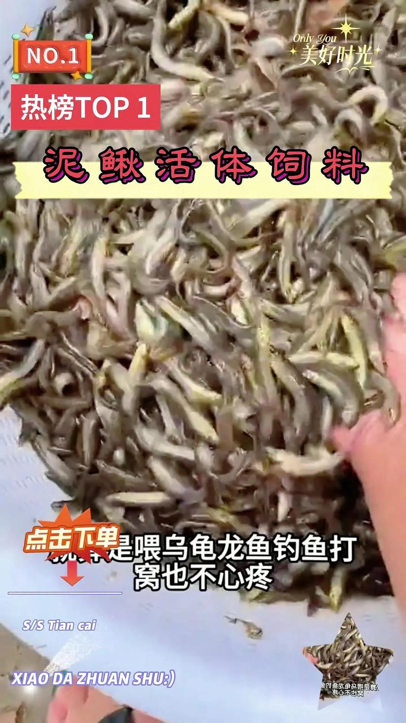 泥鳅苗价格多少钱一斤？最新行情如何？-图1