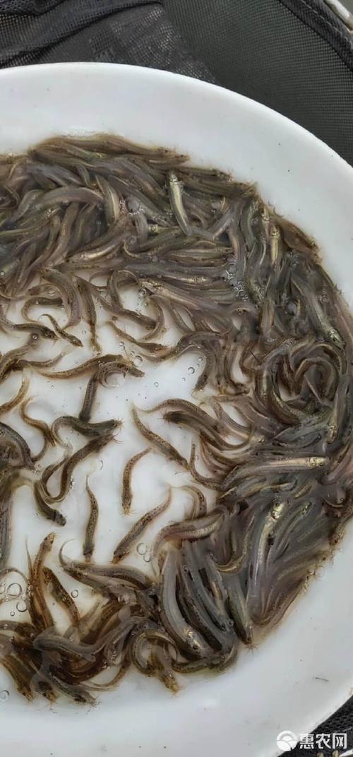 泥鳅苗价格多少钱一斤？最新行情如何？-图3