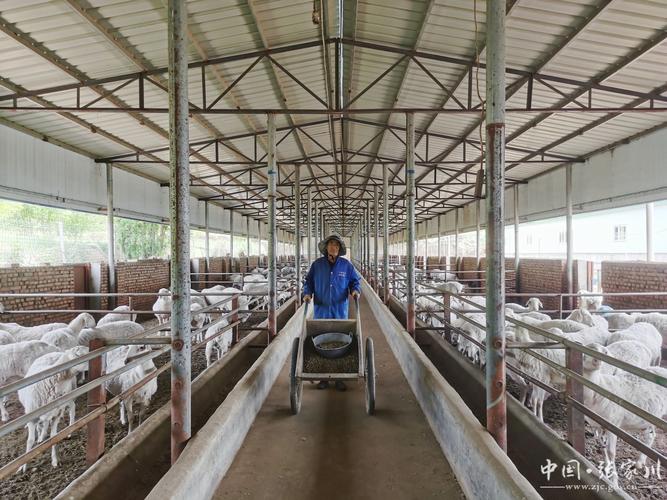 最新养羊技术视频有哪些实用干货？-图1