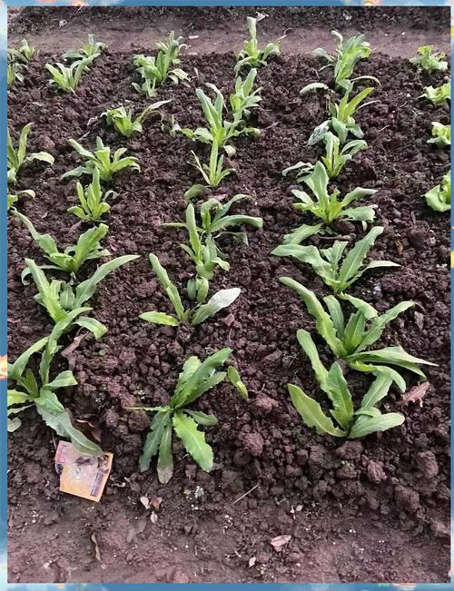 家庭油麦菜怎么种才能长得好？-图1