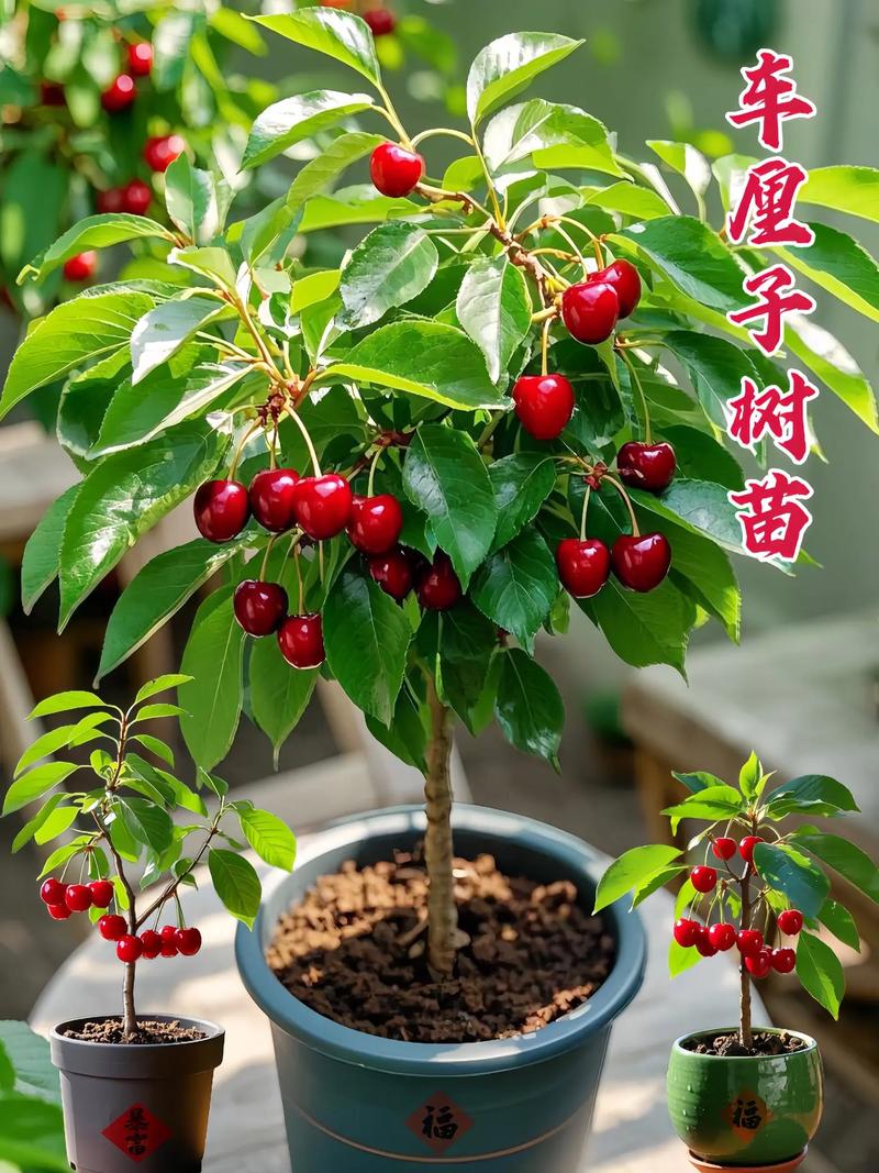 樱桃树苗哪个品种最优？-图2