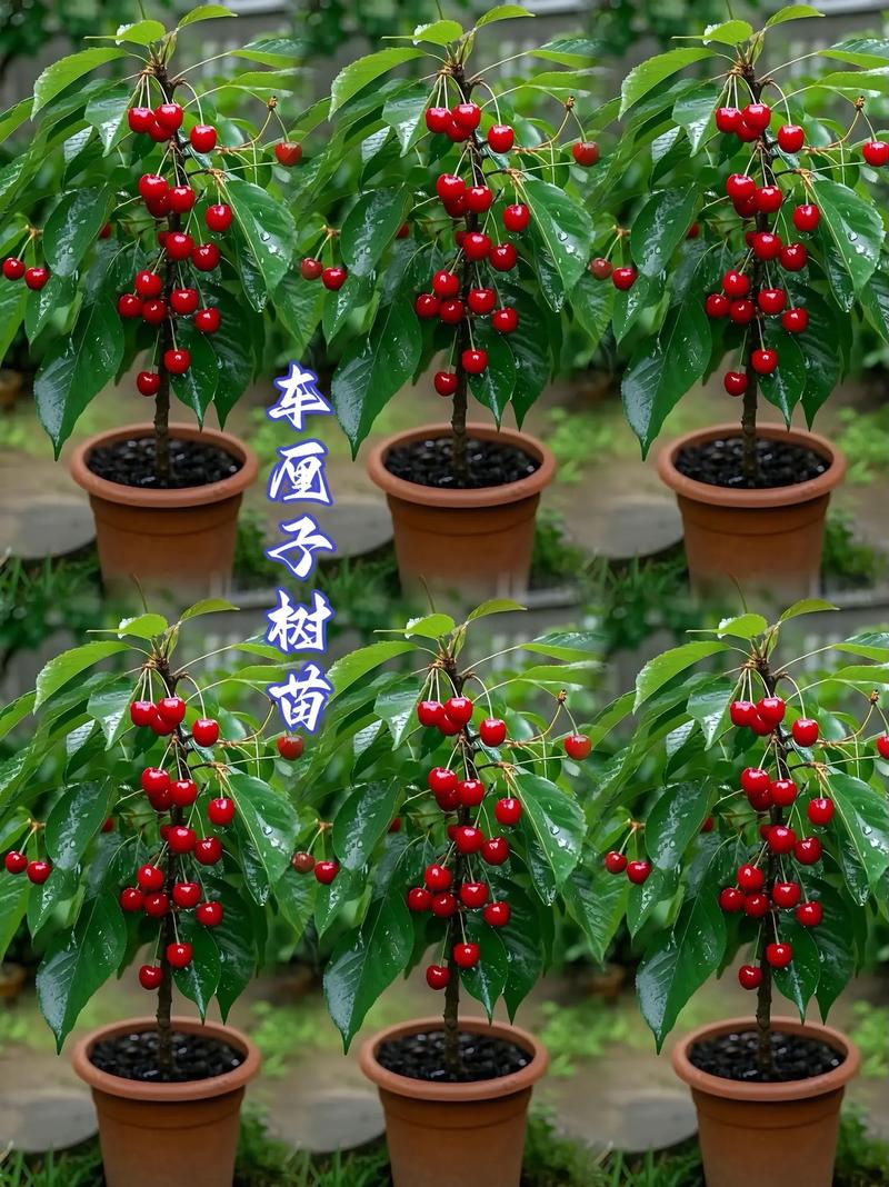 樱桃树苗哪个品种最优？-图3