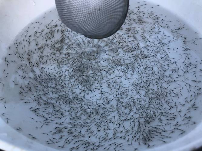 南美白对虾育苗新技术有何突破？-图1