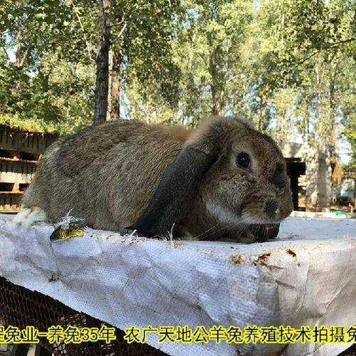 农广天地养兔技术有哪些关键要点?-图2 农广天地养兔技术有哪些关键要点?-图2
