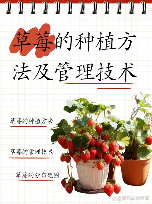 草莓种植技术有哪些关键要点?-图1 草莓种植技术有哪些关键要点?-图1