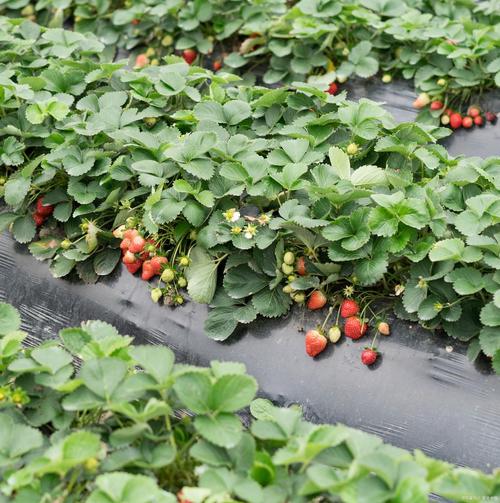 草莓种植技术有哪些关键要点?-图2 草莓种植技术有哪些关键要点?-图2