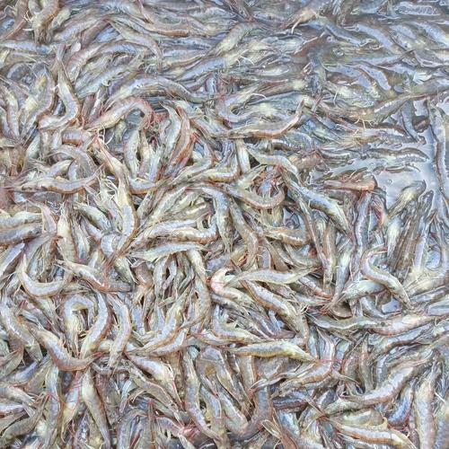 淡水养南美白对虾技术难点在哪？-图1