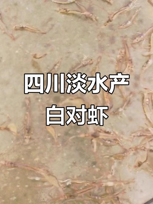 淡水养南美白对虾技术难点在哪？-图2