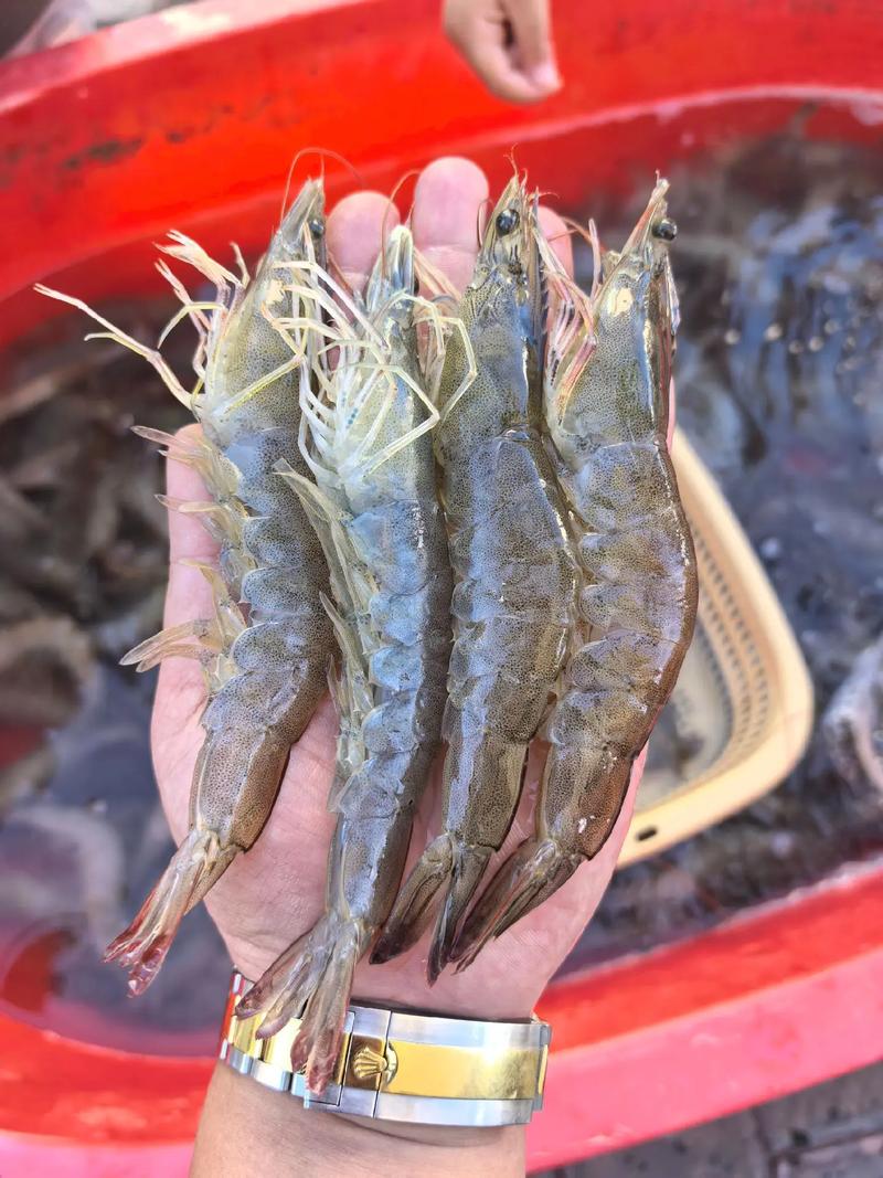 淡水养南美白对虾技术难点在哪？-图3