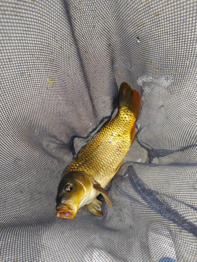 鲤鱼鲫鱼人工繁殖技术要点是什么？-图1