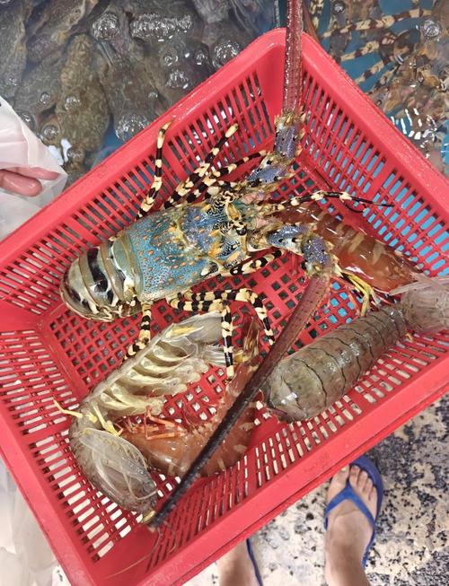海龙虾价格多少钱一斤？-图1