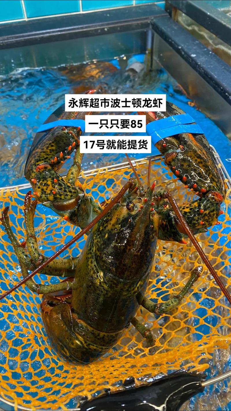 海龙虾价格多少钱一斤？-图3