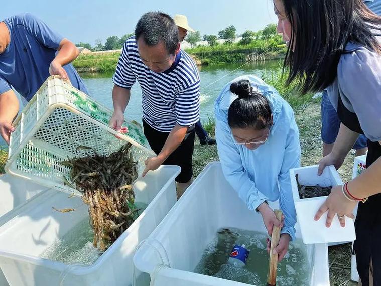鸡尾虾养殖技术与种苗如何高效培育？-图2