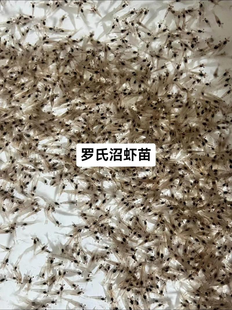 鸡尾虾养殖技术与种苗如何高效培育？-图3