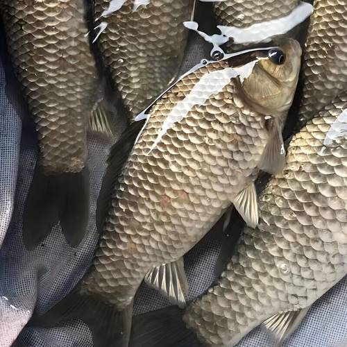 鲫鱼品种有哪些？看图识种全在这！-图2