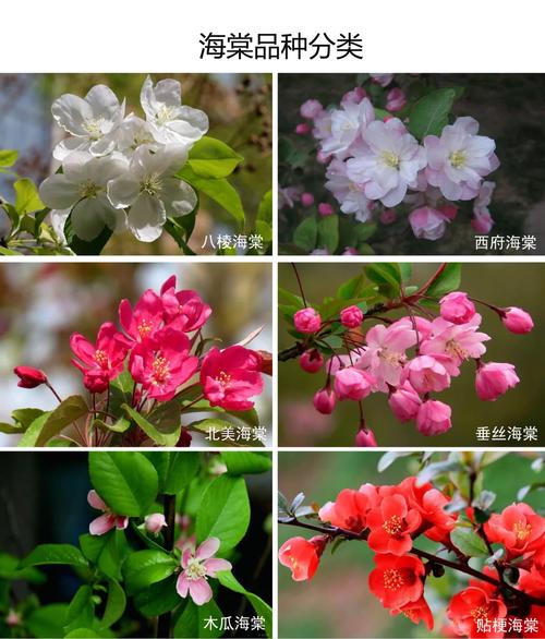 海棠花品种图片有哪些？-图2