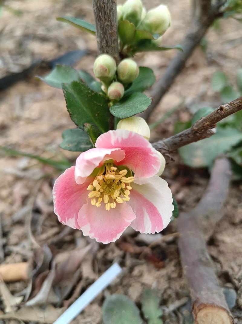 海棠花品种图片有哪些？-图1