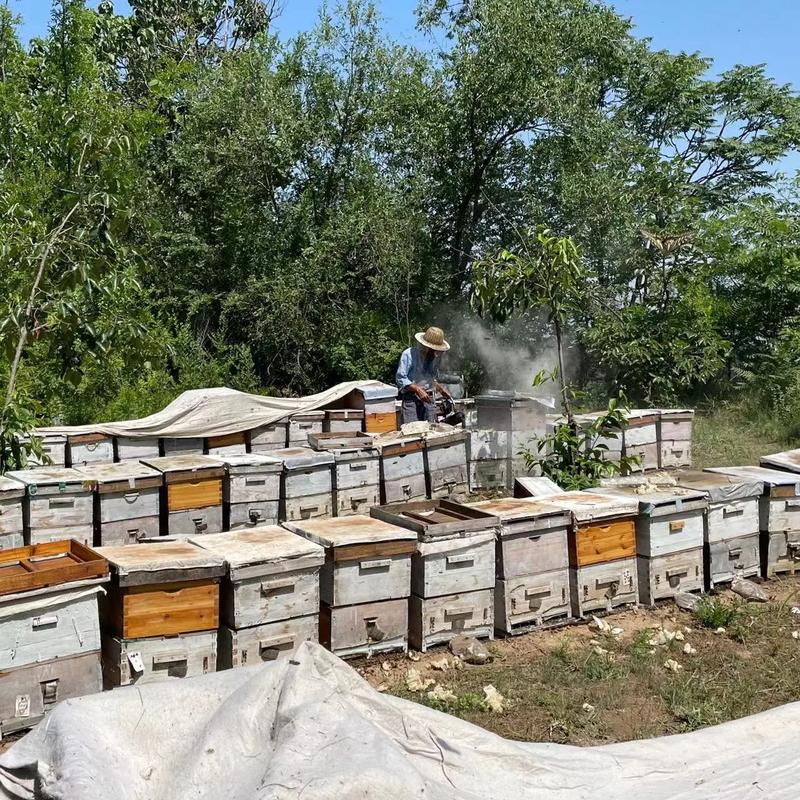 家蜂养殖技术视频全集，新手能学会吗？-图3