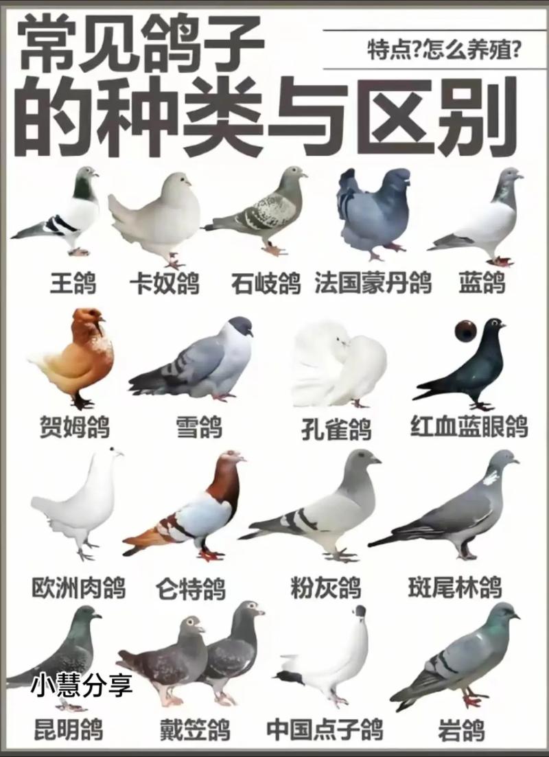 世界上最大的鸽子是哪个品种?-图2 世界上最大的鸽子是哪个品种?-图2