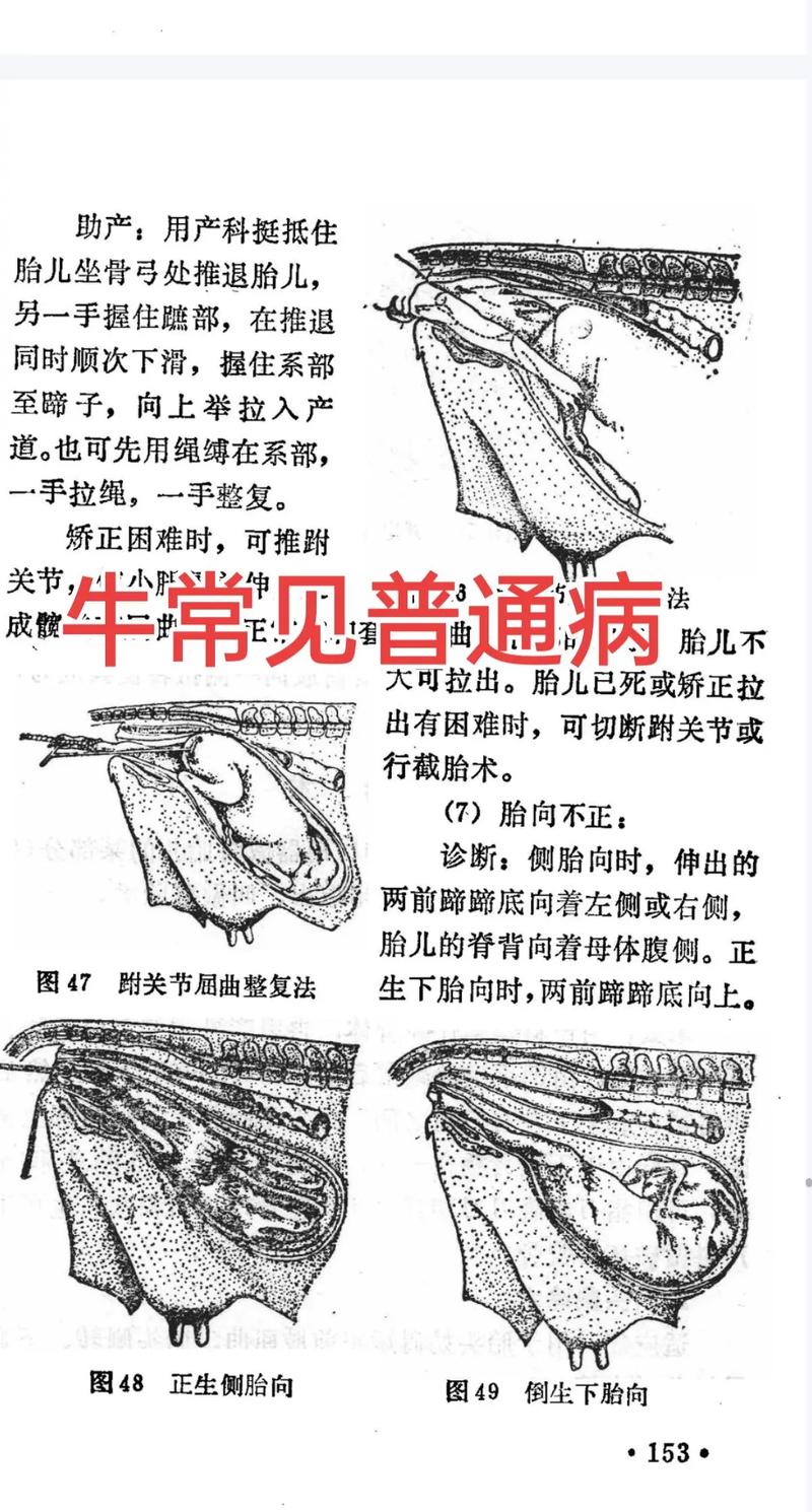 牛养殖技术与疾病防疫关键点有哪些？-图1